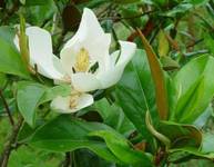 magnolia rodem z Bretanii