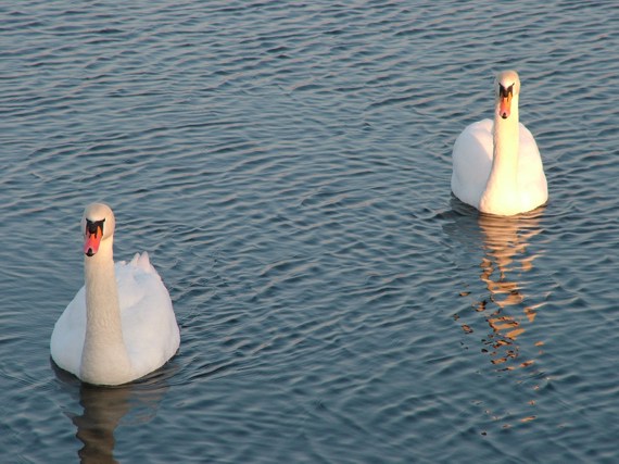 łabędzie-styczeń 2005