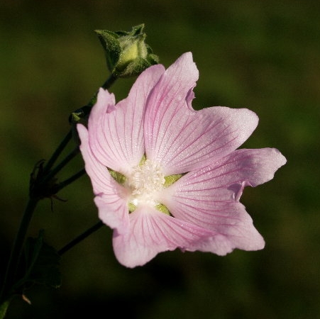 5-MALVA ALCEA  ślaz zygmarek