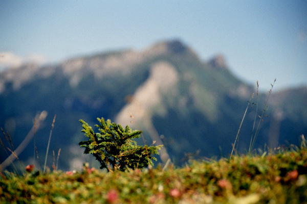 Dzieciństwo w cieniu Lodowego.