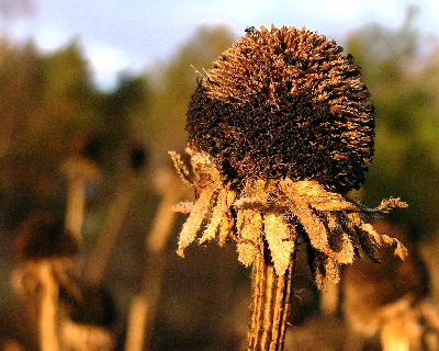 .jesień.