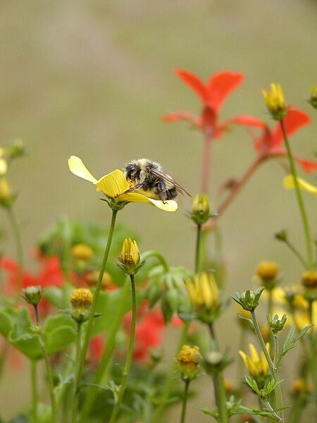 In my secret garden#3