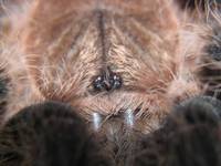 Czarne oczy - Brachypelma albopilosum