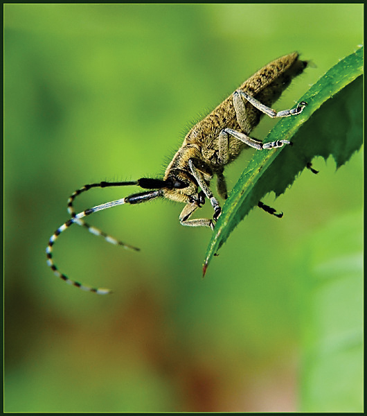 Zgrzytnica zielonawa (Agapanthia villosoviridescens)