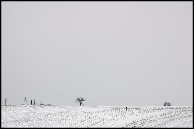 Pole, pole, łyse ...