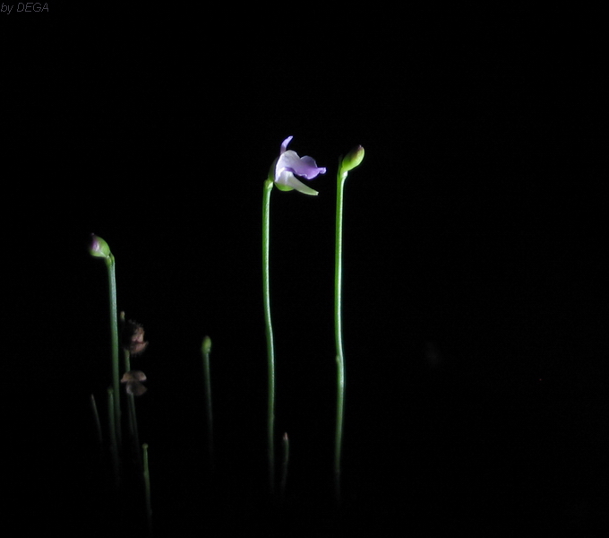 Utricularia lateriflora