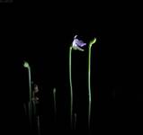 Utricularia lateriflora