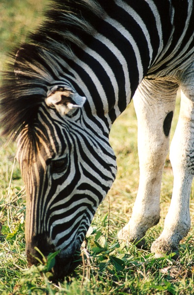 zebra