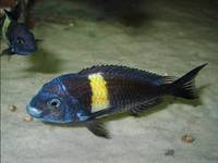 Tropheus dubois