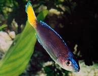 Cyprichromis leptosoma 'Blue Isanga'