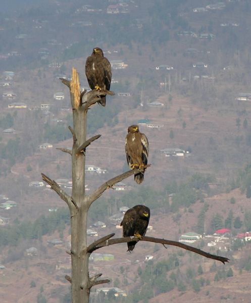 predators of asia