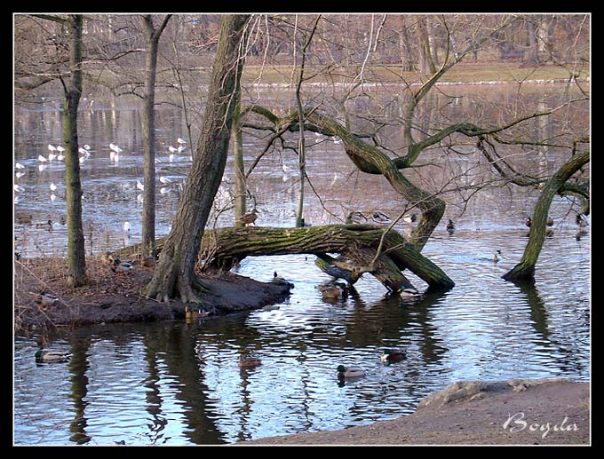 Kaczki górą! Park Południowy we Wrocławiu, grudzień 2004