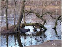 Kaczki górą! Park Południowy we Wrocławiu, grudzień 2004