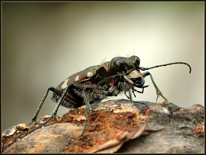 Trzyszcz górski (Cicindela sylvicola)