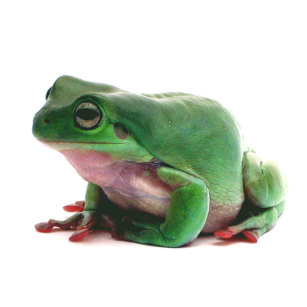 Litoria cearuela