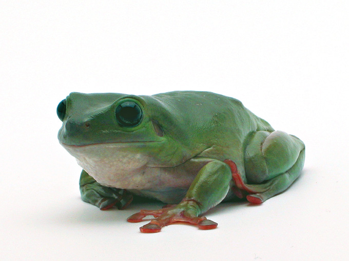 Green Tree Frog