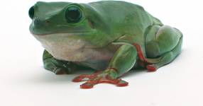 Green Tree Frog