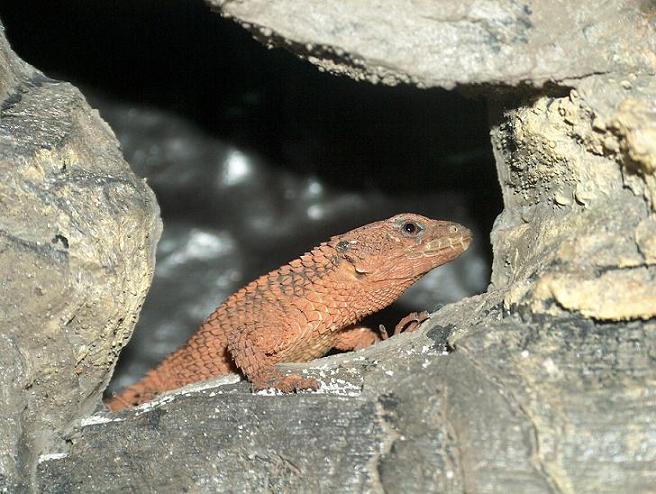 cordylus Tropidostrenum