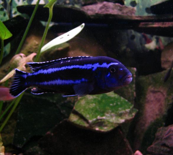 Melanochromis cyaneorhabdos