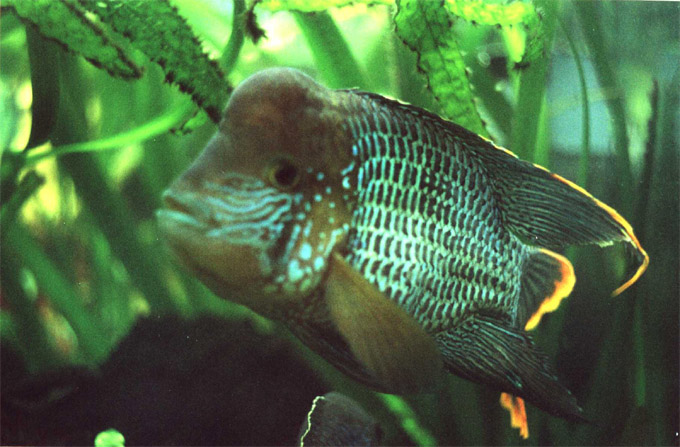 A.rivulatus