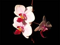 Orchidea