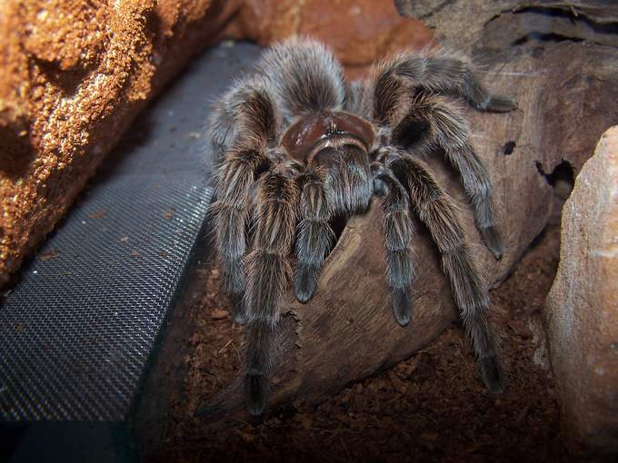 Grammostola rosea