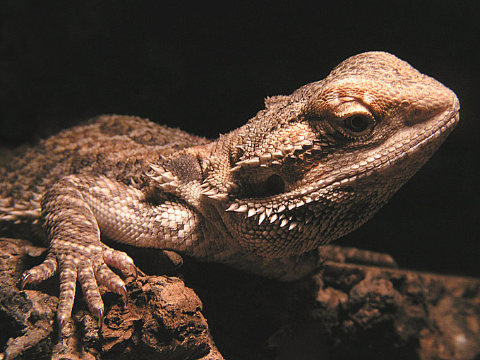 Pogona vitticeps  cz. II