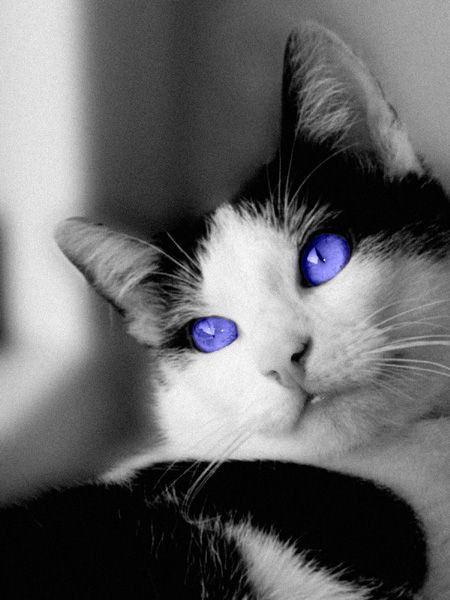 cat with blue eyes