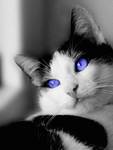 cat with blue eyes