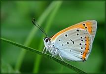 Czerwończyk nieparek (Lycaena dispar )