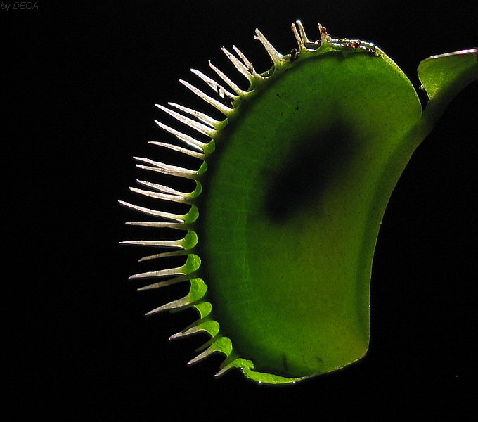 Dionaea muscipula