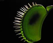 Dionaea muscipula