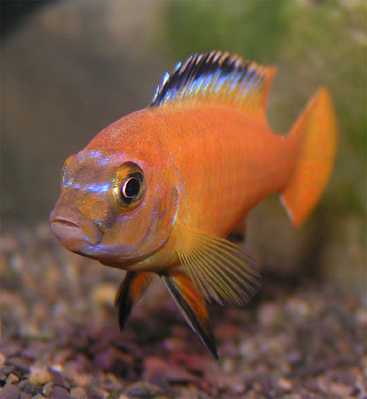 Pseudotropheus saulosi coral