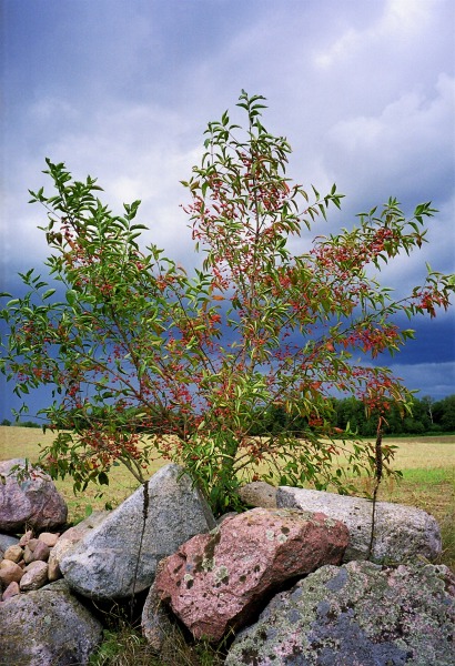 Przed burzą