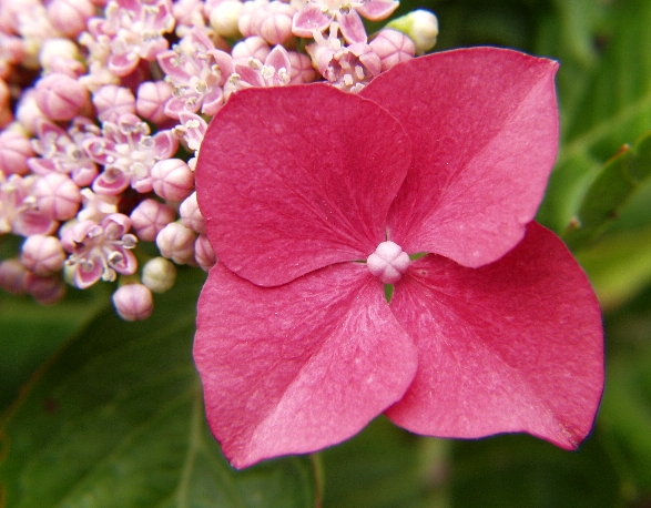 8-HYDRANGEA MACROPHYLLA  hortensja ogrodowa