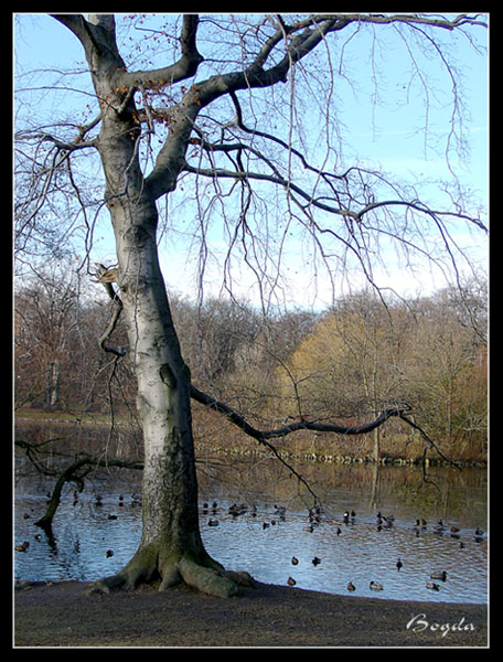 Strażnik. Park Południowy we Wrocławiu, grudzień 2004