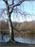 Strażnik. Park Południowy we Wrocławiu, grudzień 2004