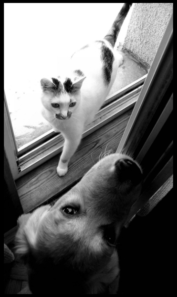 b&w - cat & dog