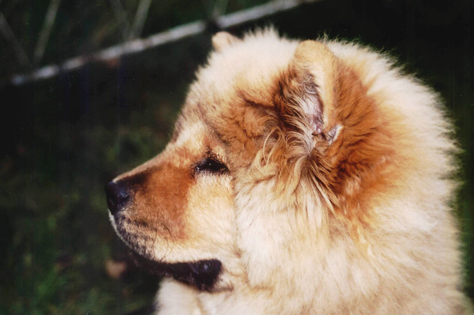 chow-chow