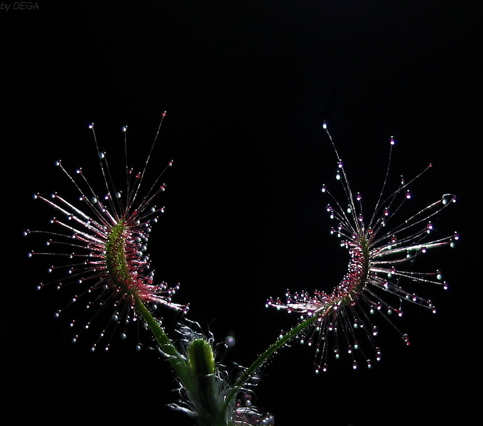 Drosera scorpioides