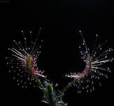 Drosera scorpioides