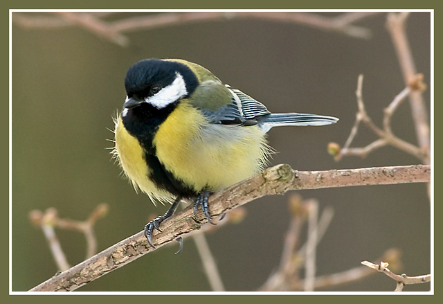 Lutowy Parus major :)