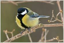 Lutowy Parus major :)