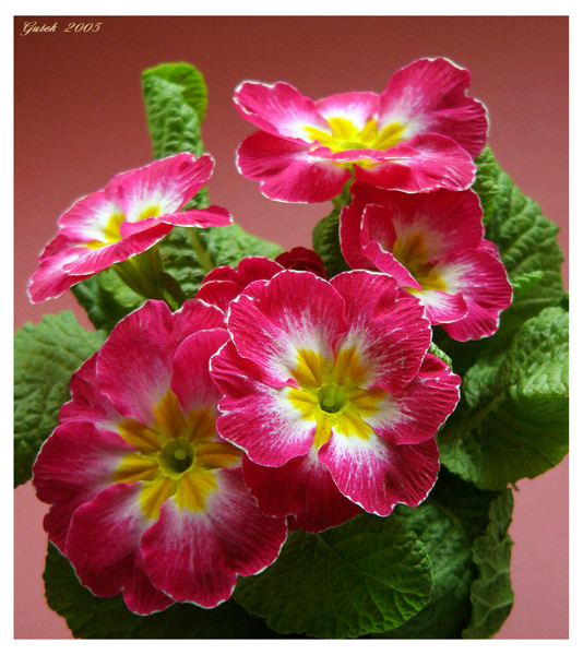 Primula Acaulis czyli pierwiosnka.