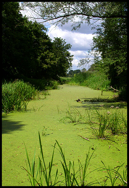 Wyschnięta Narew