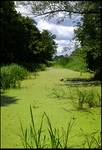 Wyschnięta Narew