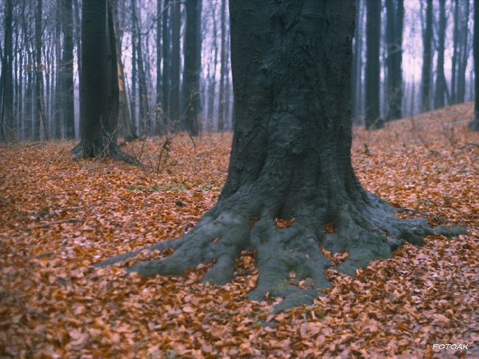 Korzeń