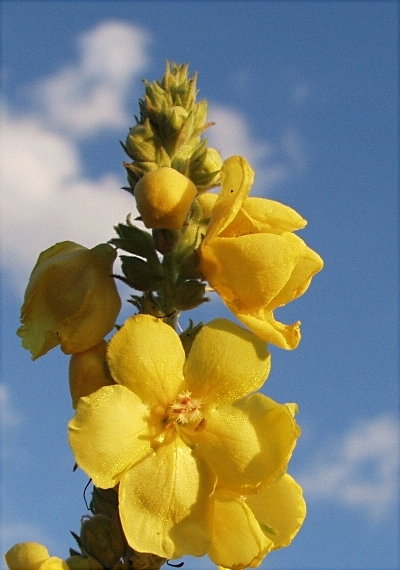 9-VERBASCUM THAPSIFORME dziewanna wielkokwiatowa