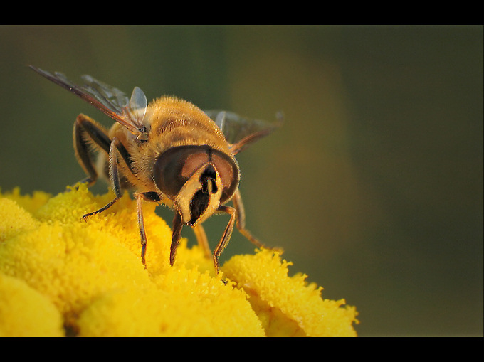 Gnojka trutniowata (Eristalis tenax)