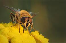 Gnojka trutniowata (Eristalis tenax)